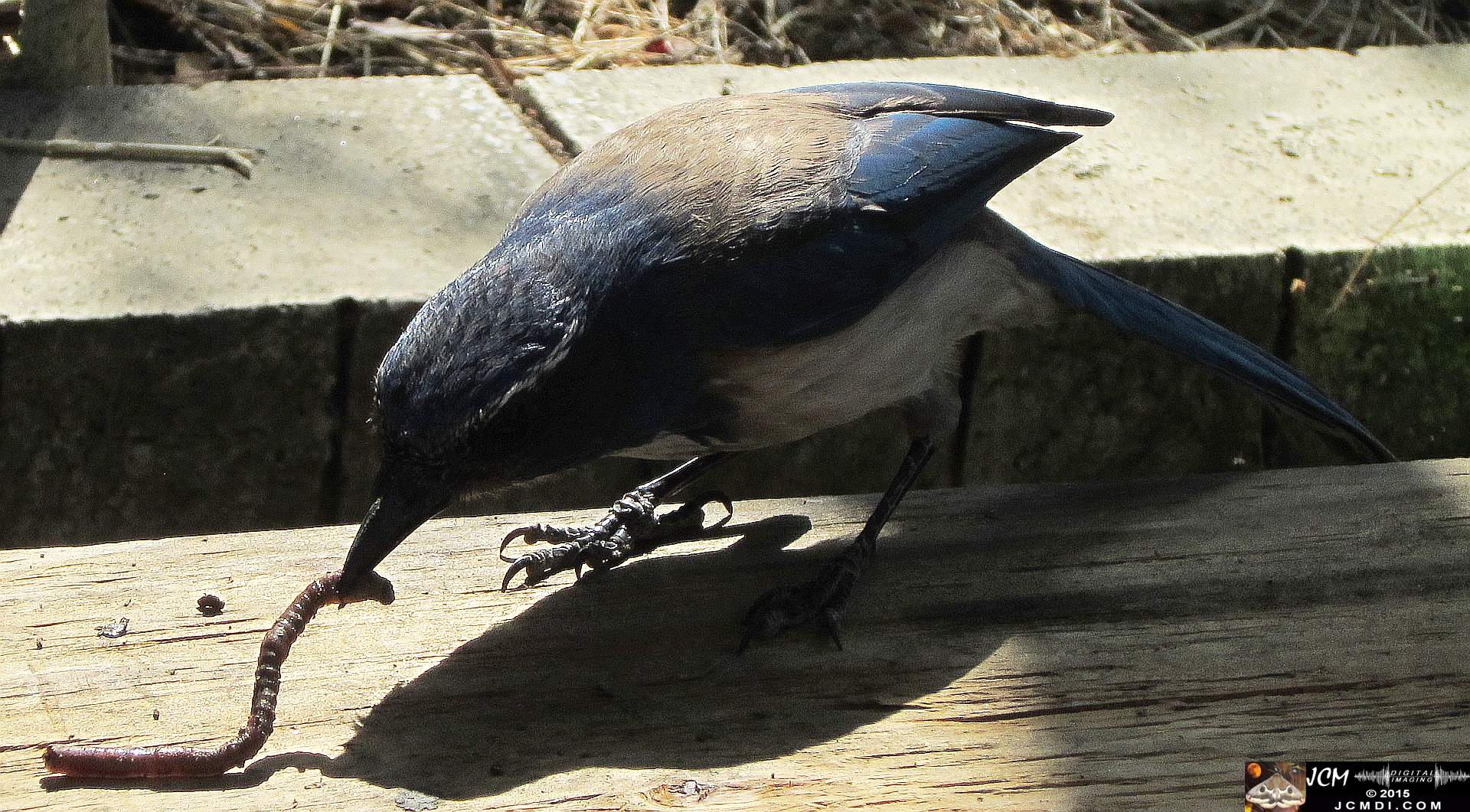Scrub Jay Documentary documentary worm bait